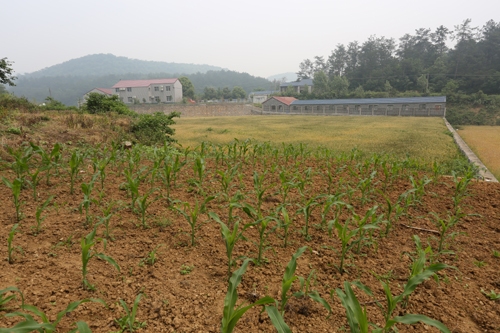 玉米种植茄子视频在线播放观看