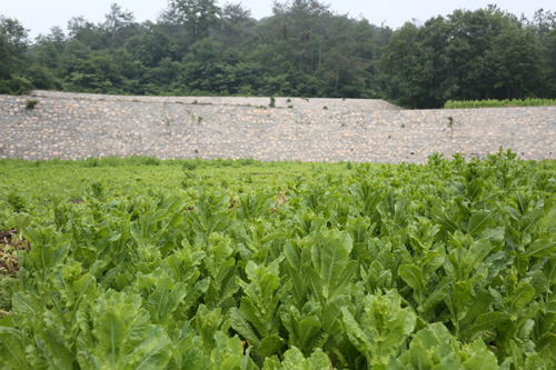 生态饲料种植茄子视频在线播放观看