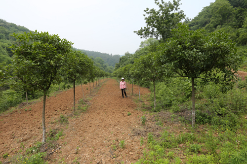 桂花树培育茄子视频在线播放观看