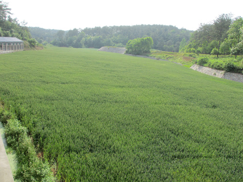 小麦种植茄子视频在线播放观看